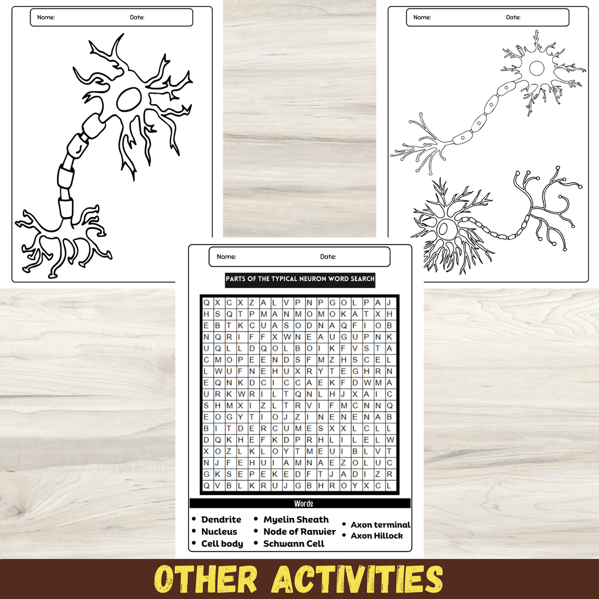 Exploring Neuron Anatomy Labeling Worksheet With Word Search And Coloring Pages Made By Teachers