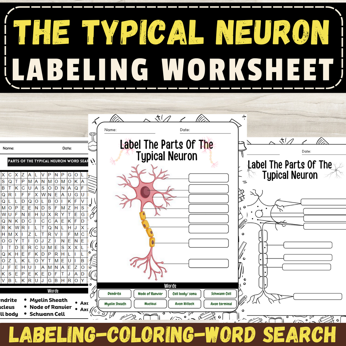 Exploring Neuron Anatomy Labeling Worksheet With Word Search And Coloring Pages Made By Teachers