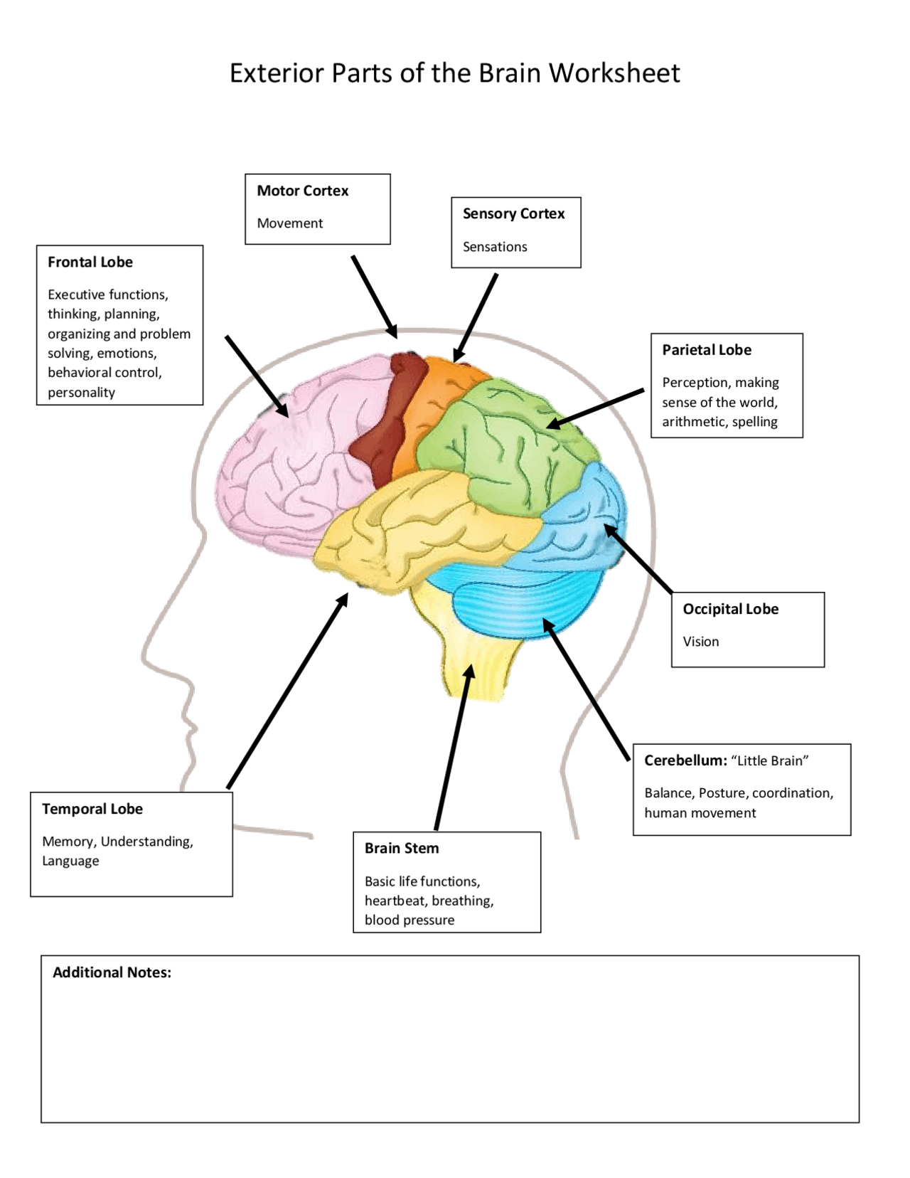 Exterior Parts Of The Brain Worksheet Summaries Anatomy Docsity Worksheets Library
