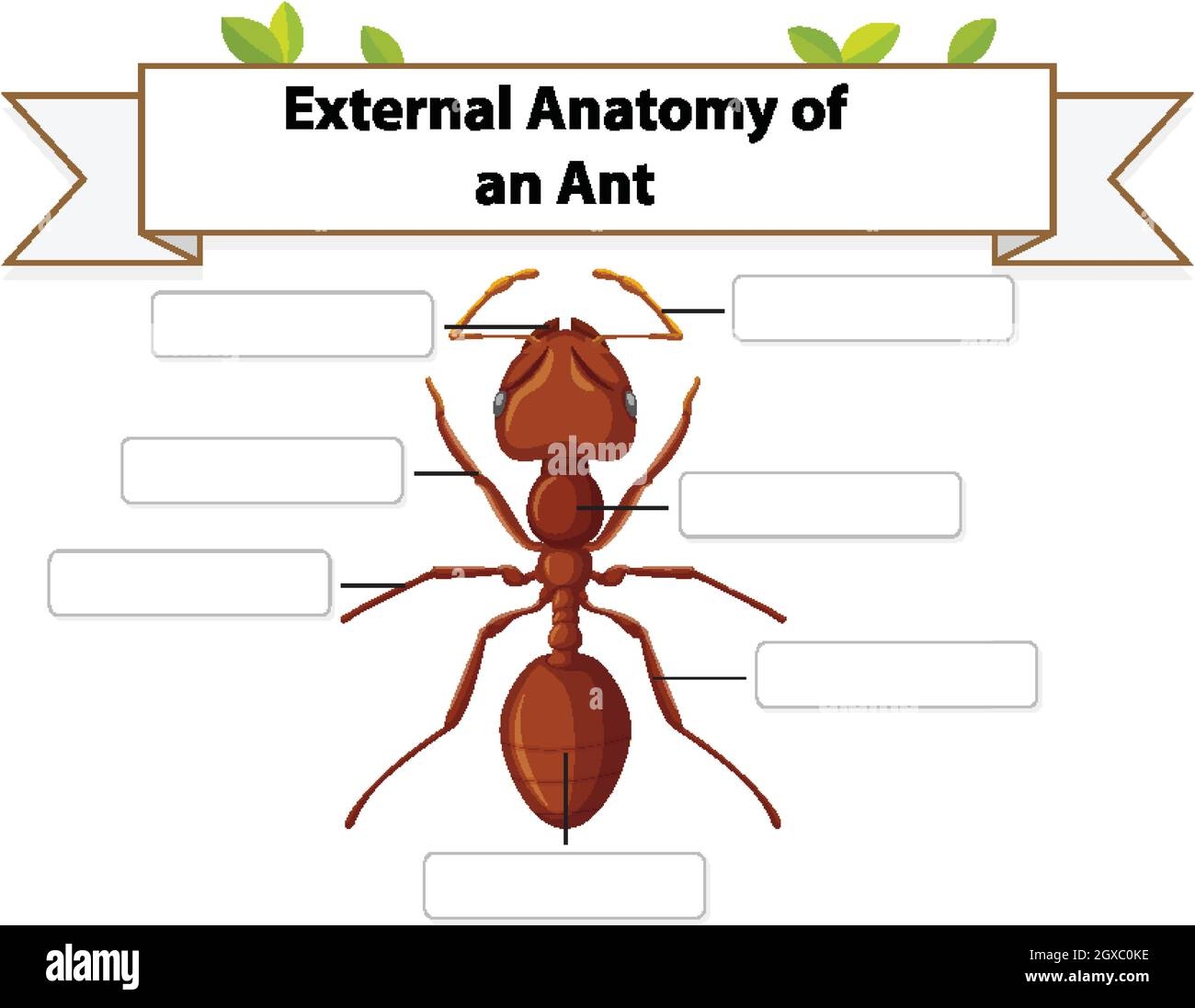 External Anatomy Of An Ant Worksheet Illustration Stock Vector Image Art Alamy External Anatomy Of An Ant Worksheet Illustration Stock Vector Image Art Alamy