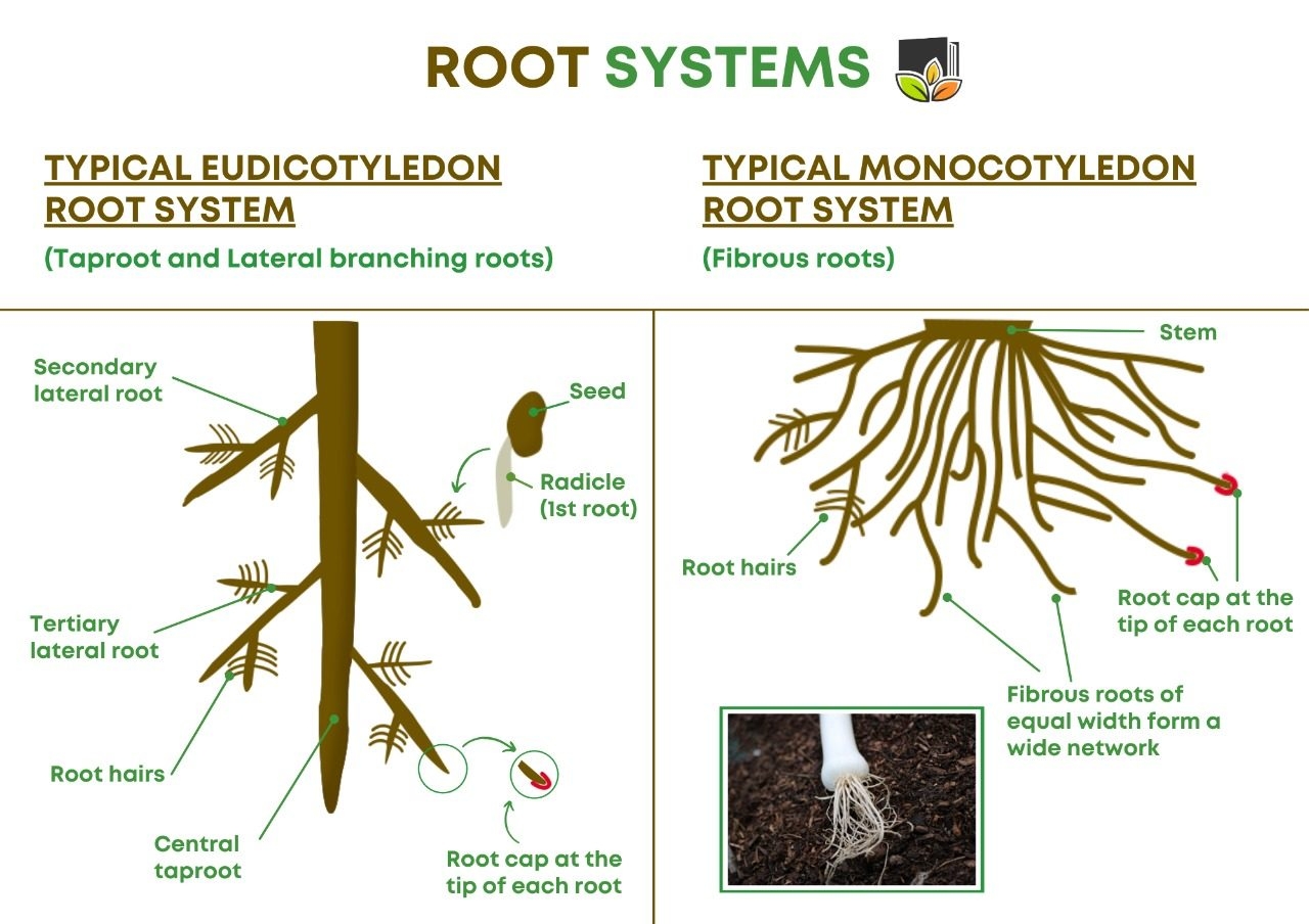 External Structure Of Roots Leafy Learning Worksheets Library Printable Activities Parts Of A Plant Worksheet For Kindergarten Made By Teachers