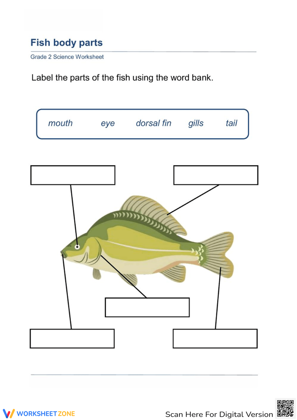 Fish Body Parts Labeling Worksheet Worksheet
