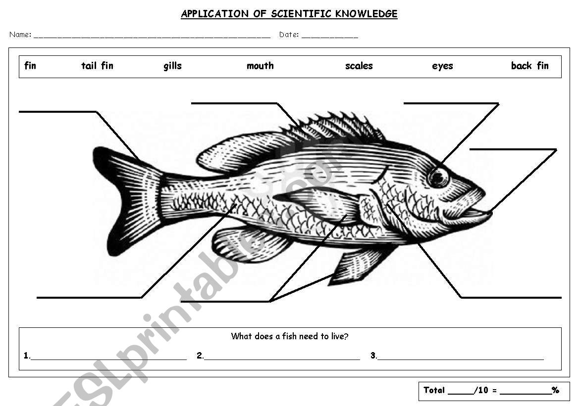 Fish Parts Labeling ESL Worksheet By Cobbs Fish Parts Labeling ESL Worksheet By Cobbs