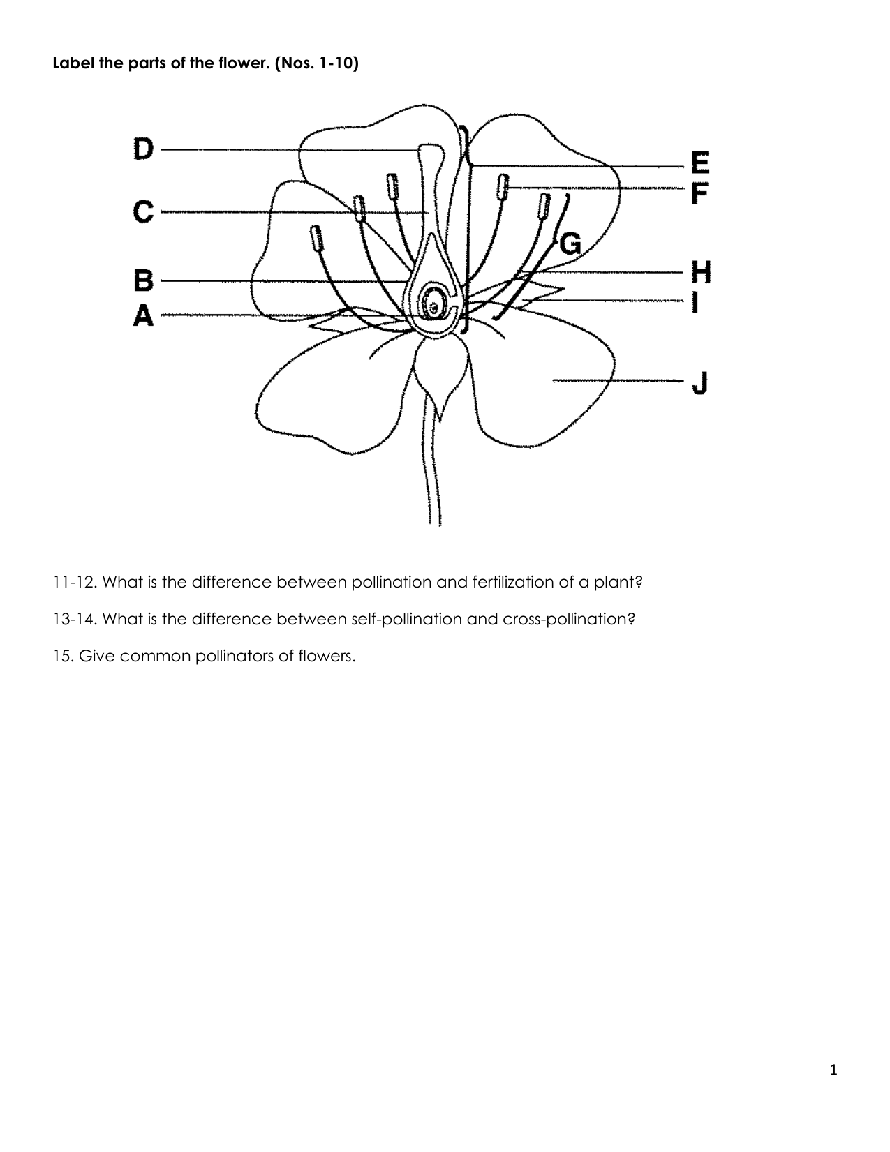Flower Anatomy Pollination Worksheet