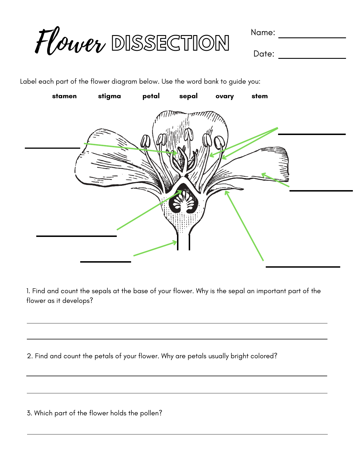 Flower Dissection Worksheet Label Learn Flower Dissection Worksheet Label Learn