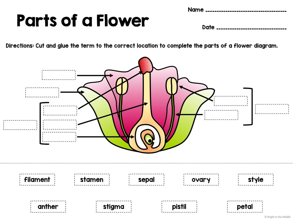 Flower Parts Activities Bright In The Middle