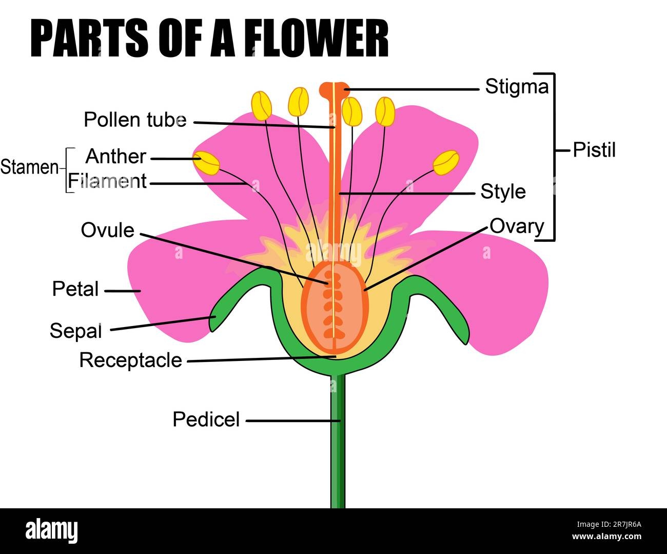 Flower Parts Diagram Hi Res Stock Photography And Images Alamy