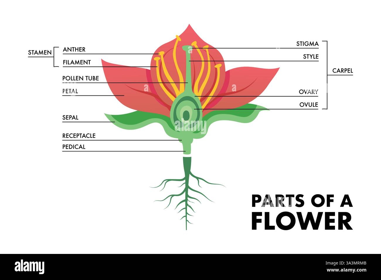 Flower Parts Diagram Hi Res Stock Photography And Images Alamy Flower Parts Diagram Hi Res Stock Photography And Images Alamy