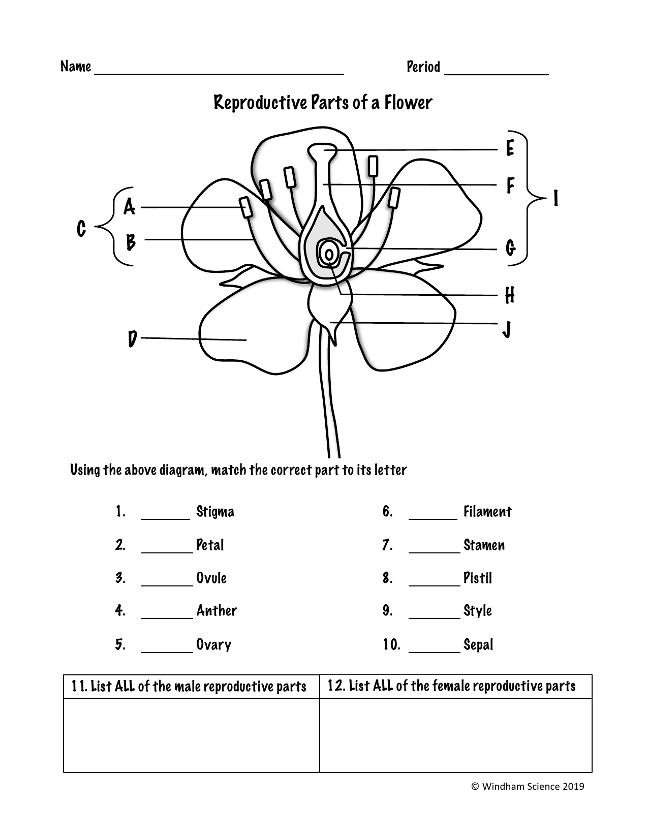 Flower Reproductive Parts Worksheet Flower Reproductive Parts Worksheet