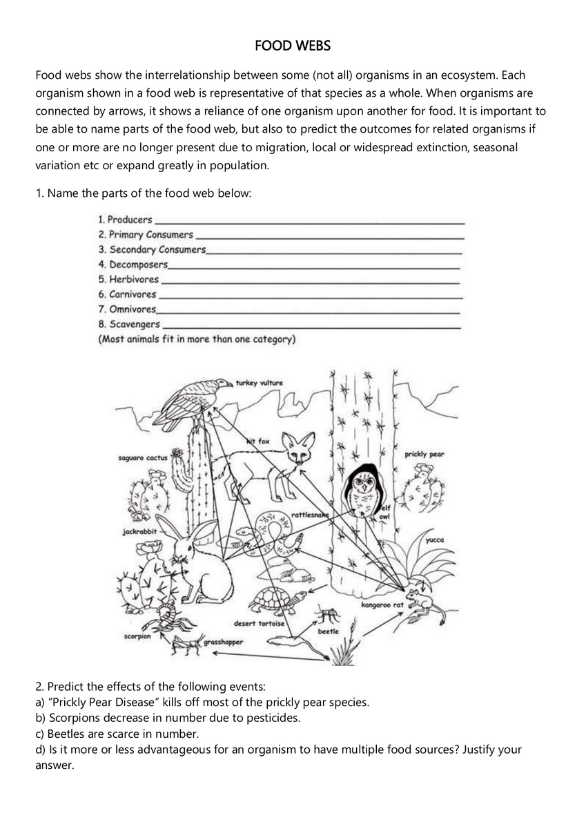 Food Web Worksheet Ecosystem Interactions