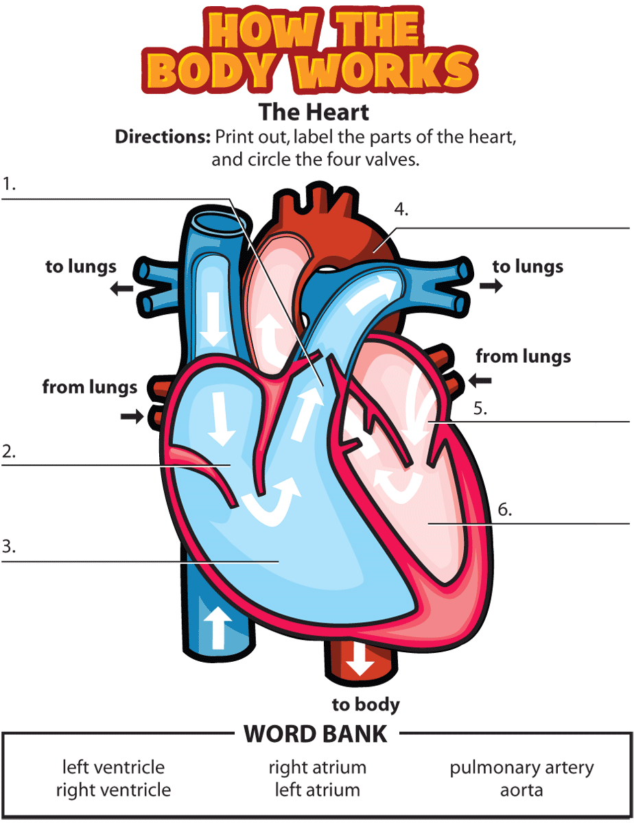 For Kids Activity The Heart Kidshealth Akron Children S