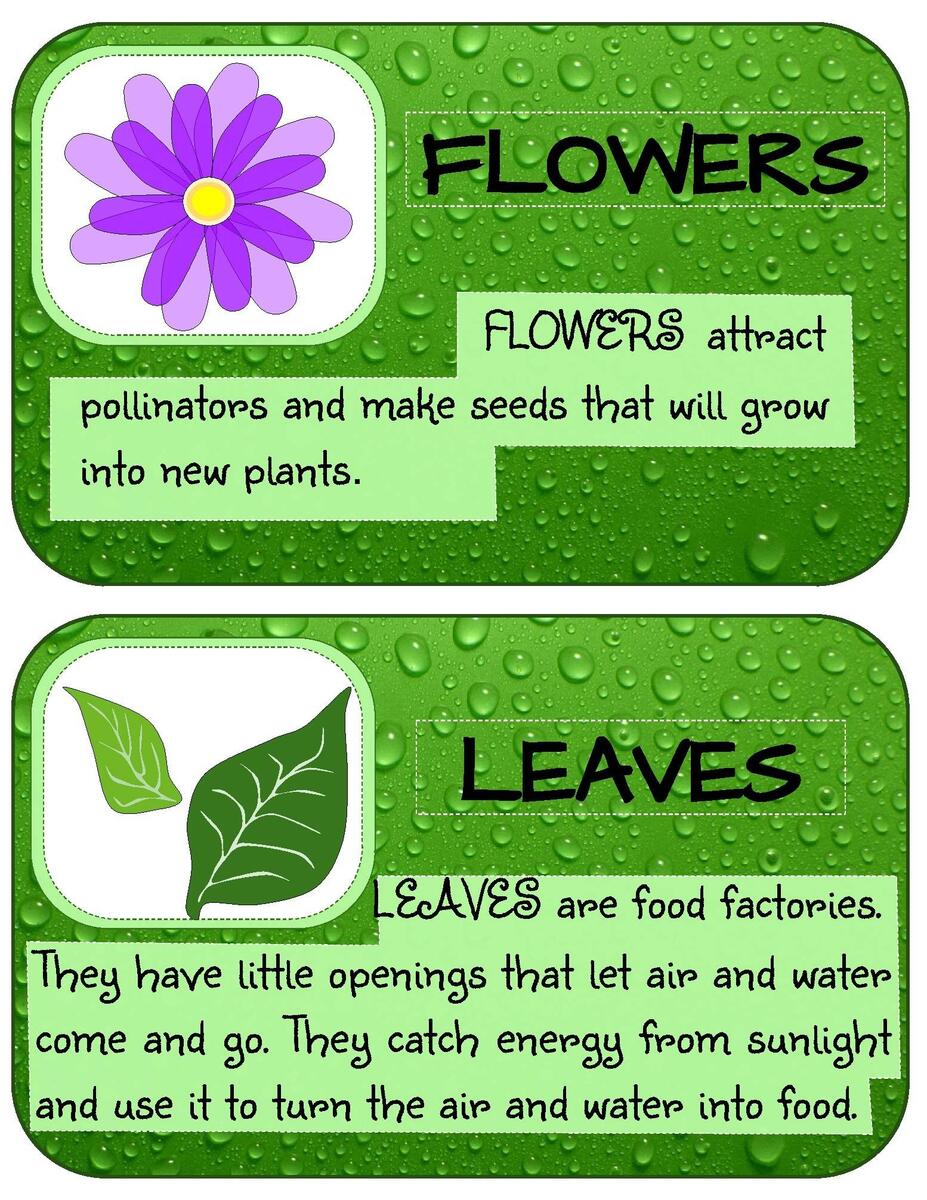 FOUR BASIC PARTS OF A PLANT By Playfulkids TPT
