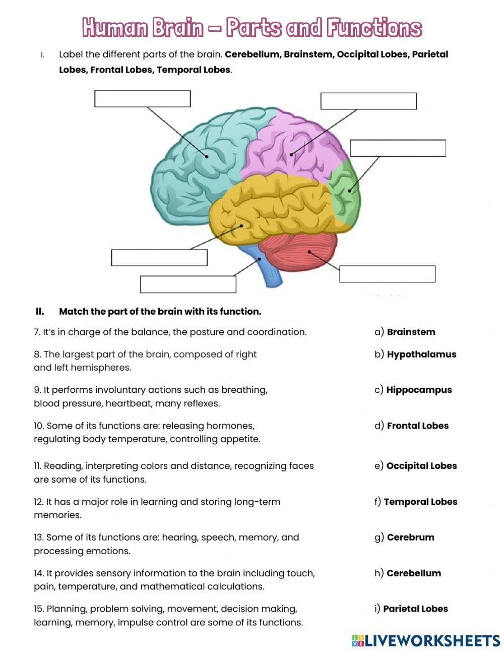 Free Brain Parts And Functions Worksheet Download Free Brain Parts And Functions Worksheet Png Images Free Worksheets On Clipart Library Parts Of The Brain Human Brain Human Body Systems And Organs Brain Anatomy Made By Teachers