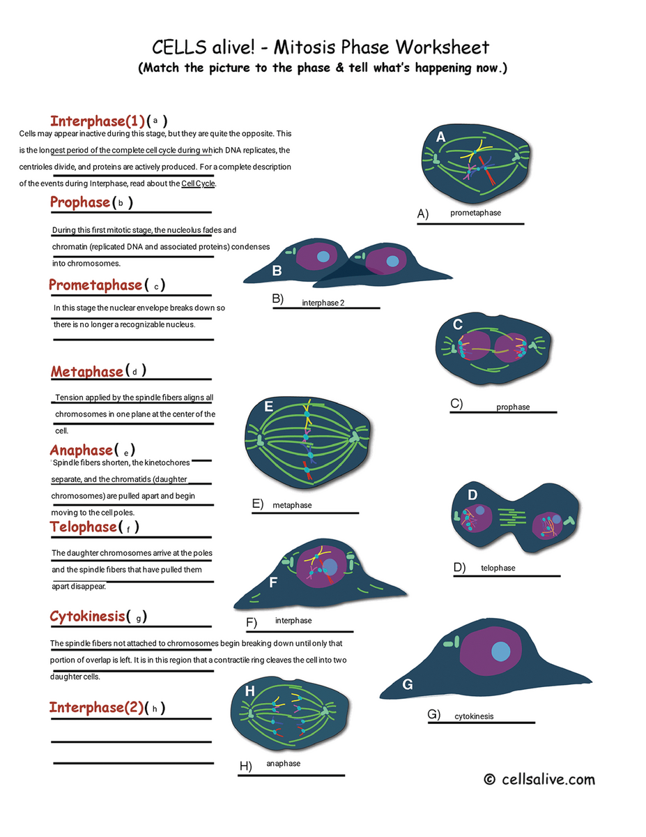 Free Cells Alive Mitosis Worksheet Download Free Cells Alive Mitosis Worksheet Png Images Free Worksheets On Clipart Library