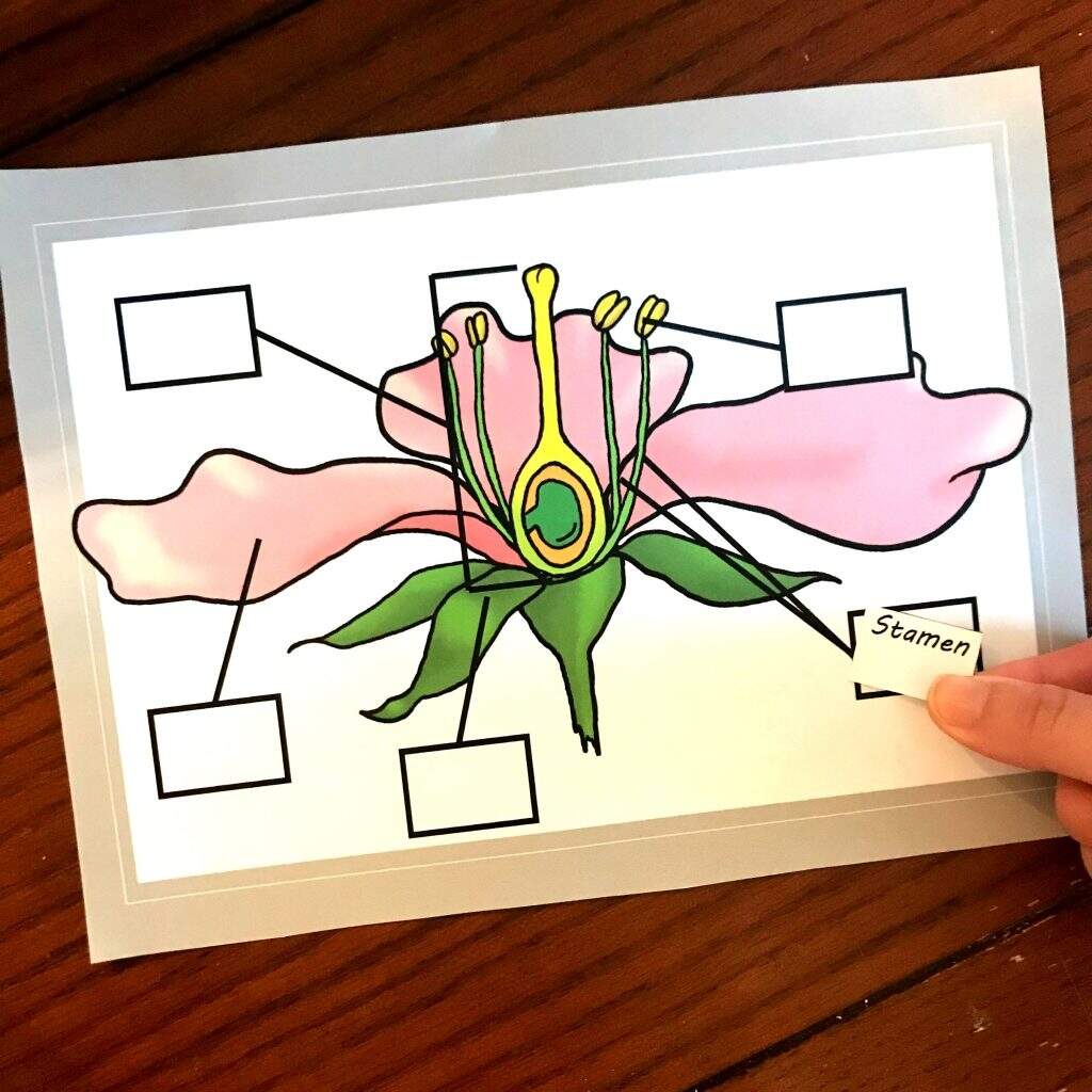 Free Coloring And Cut And Paste Activity For Parts Of A Flowering Plant Free Coloring And Cut And Paste Activity For Parts Of A Flowering Plant Free Coloring And Cut And Paste Activity For Parts Of A Flowering Plant Free Coloring And Cut And Paste Activity For Parts Of A Flowering Plant