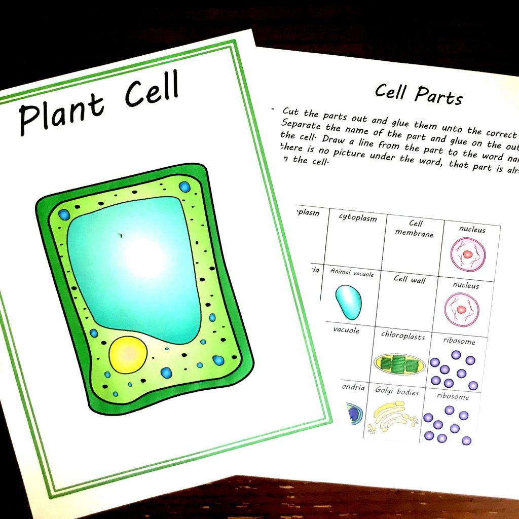 Free Cut And Paste Animal And Plant Cell Worksheet Comparing Cells Free Cut And Paste Animal And Plant Cell Worksheet Comparing Cells