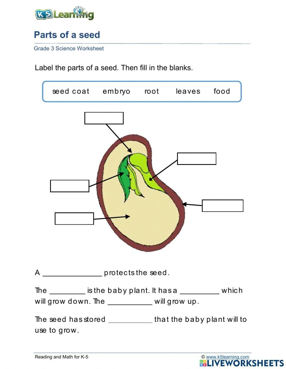 Free Part Of A Seed Worksheet Download Free Part Of A Seed Worksheet Png Images Free Worksheets On Clipart Library