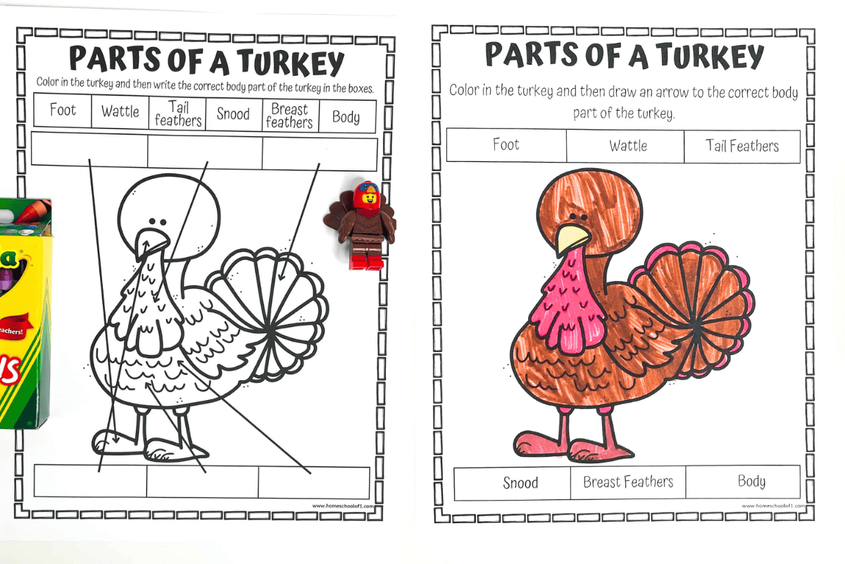 Free Parts Of A Turkey Worksheet