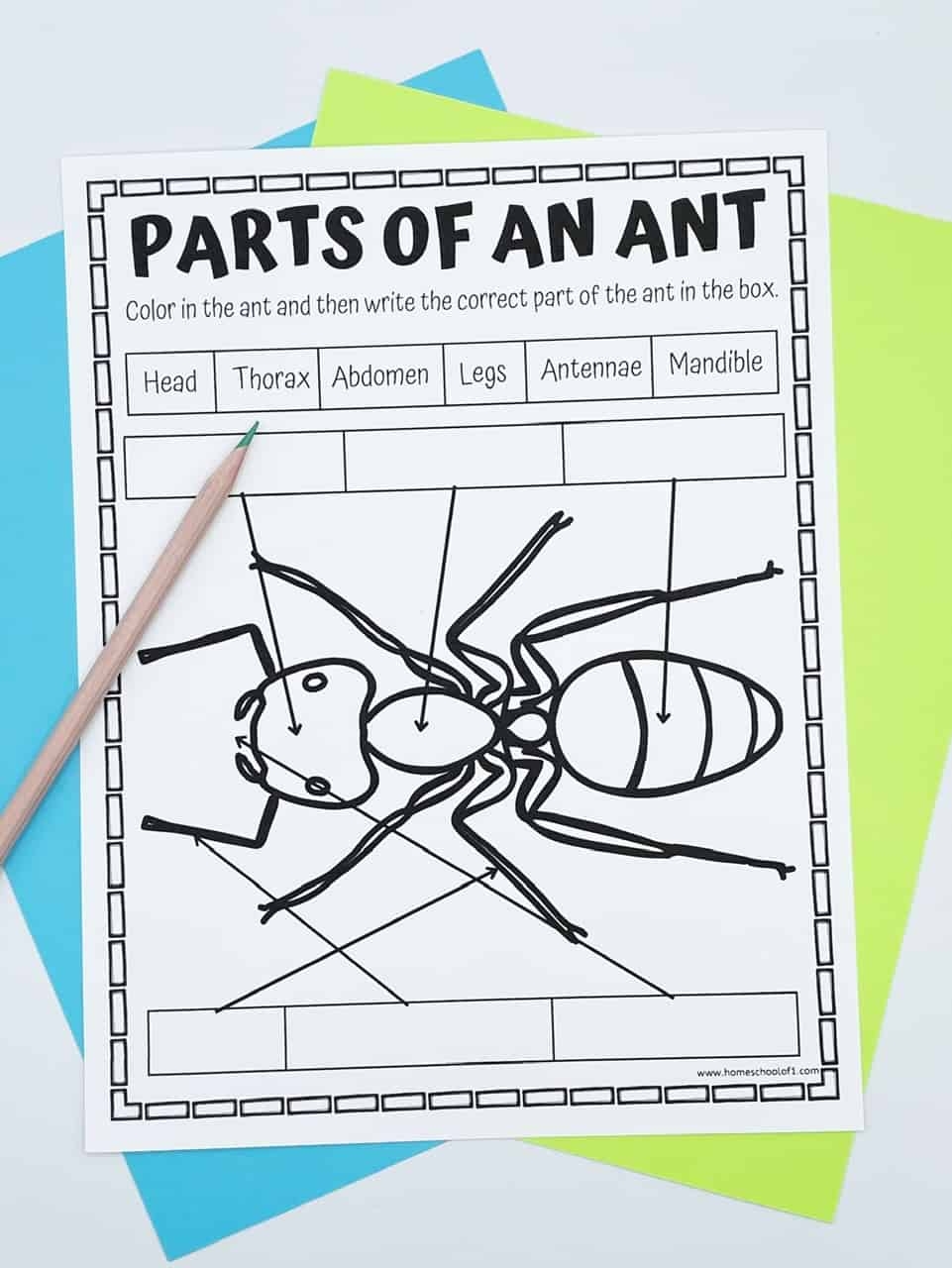Free Parts Of An Ant Worksheet