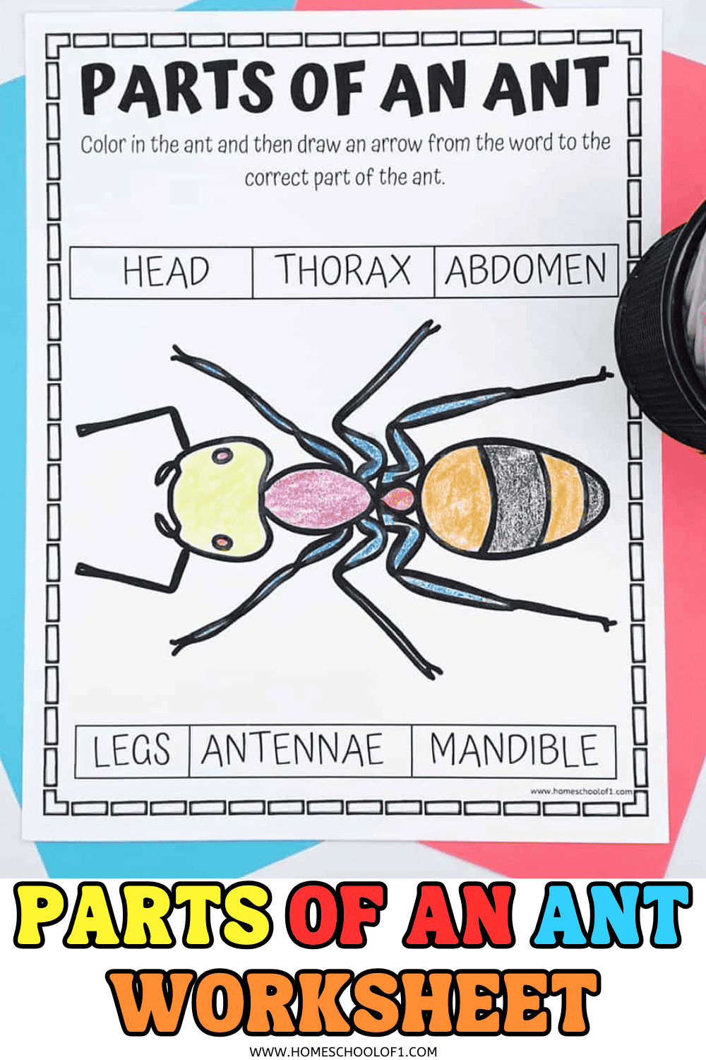 Free Parts Of An Ant Worksheet