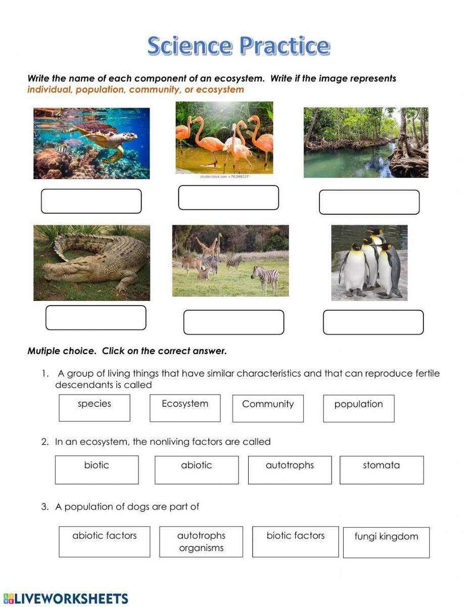 Free Parts Of An Ecosystem Worksheet Download Free Parts Of An Ecosystem Worksheet Png Images Free Worksheets On Clipart Library