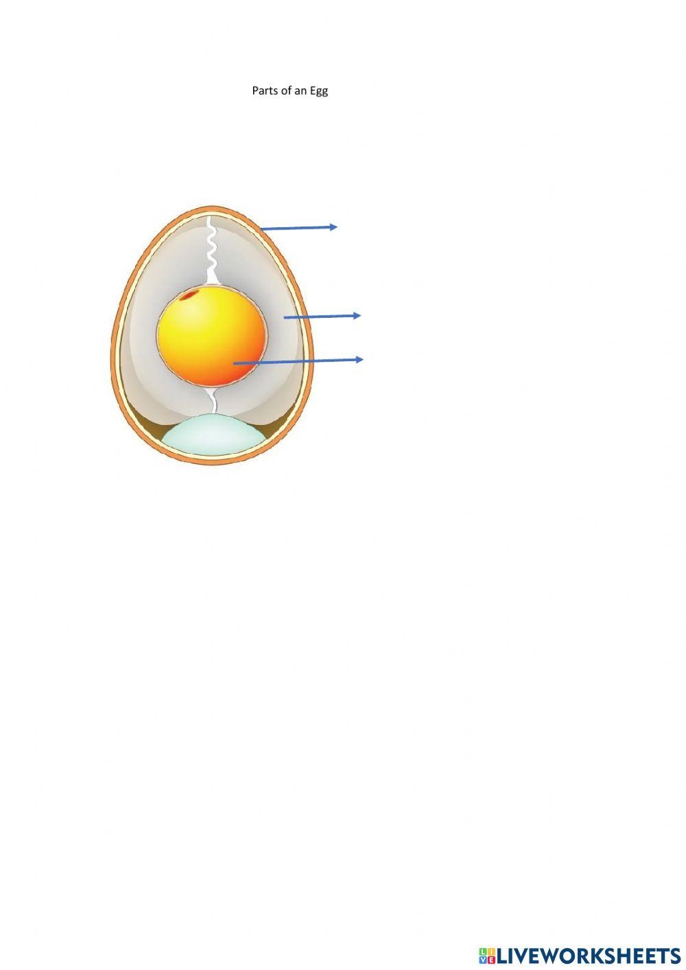 Free Parts Of An Egg Worksheet Download Free Parts Of An Egg Worksheet Png Images Free Worksheets On Clipart Library Free Parts Of An Egg Worksheet Download Free Parts Of An Egg Worksheet Png Images Free Worksheets On Clipart Library