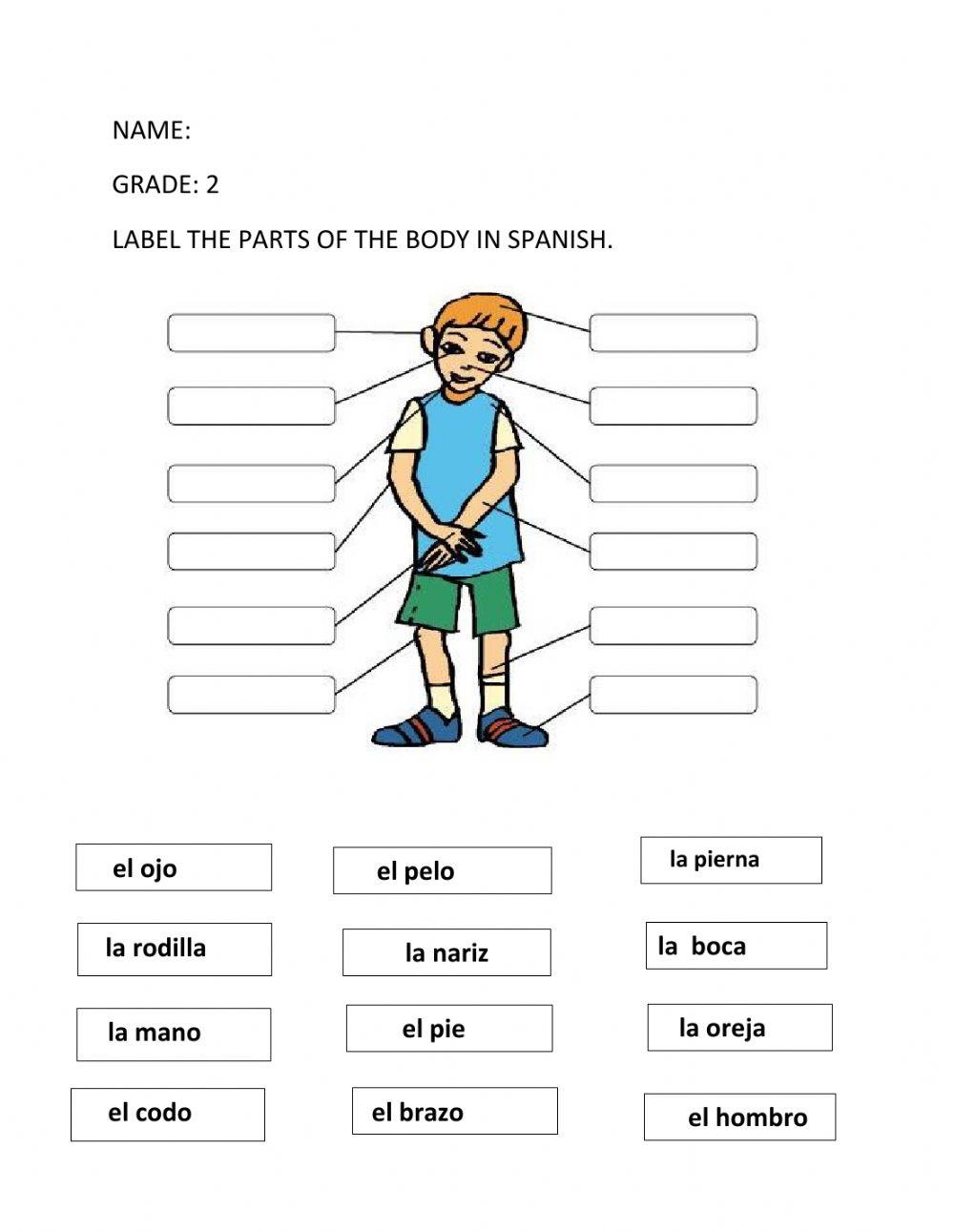 Free Parts Of The Body In Spanish Worksheet Download Free Parts Of The Body In Spanish Worksheet Png Images Free Worksheets On Clipart Library