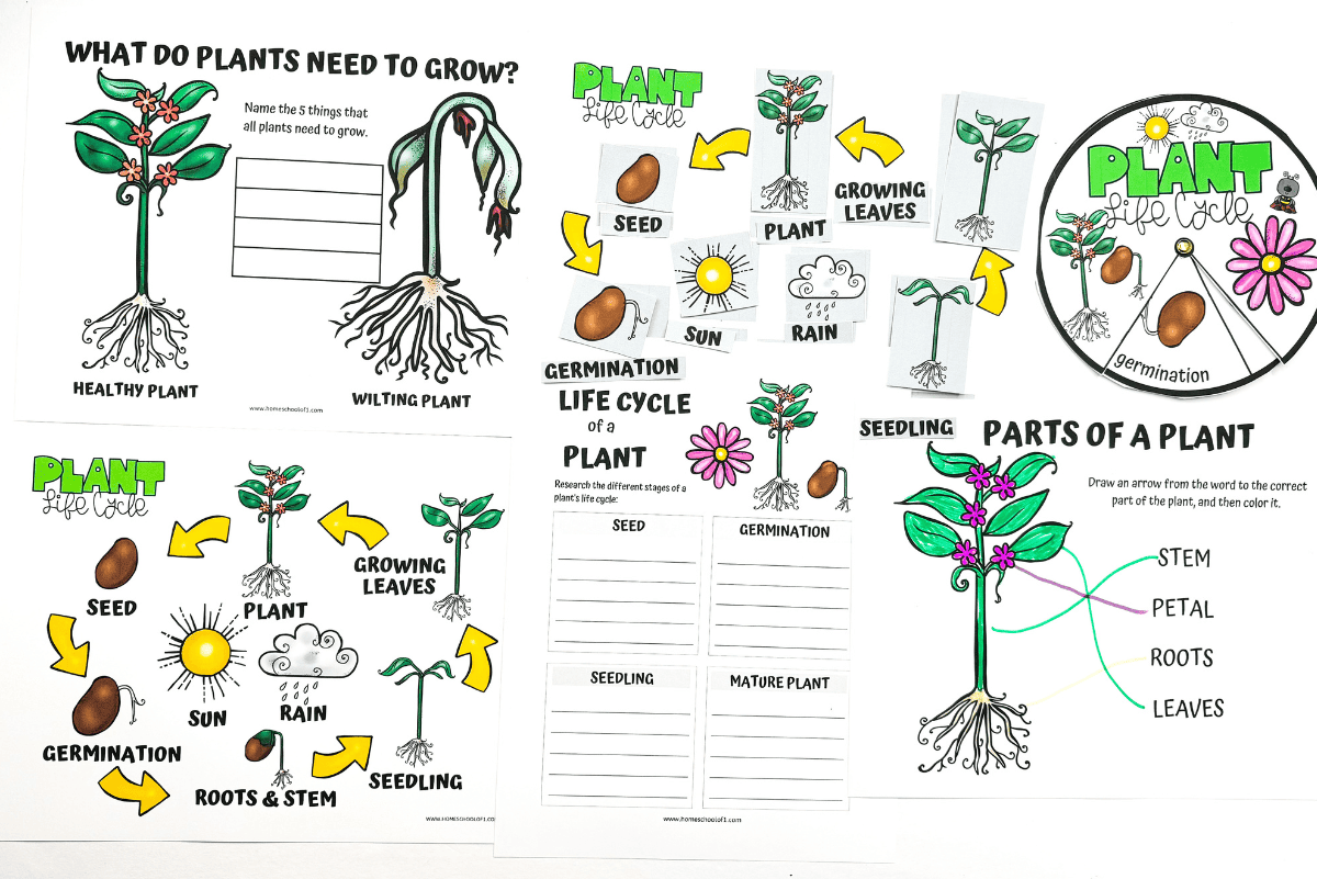 Free Plant Life Cycle Worksheet For Kids