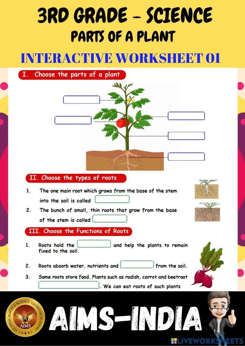 Free Plant Parts Worksheet 3rd Grade Download Free Plant Parts Worksheet 3rd Grade Png Images Free Worksheets On Clipart Library