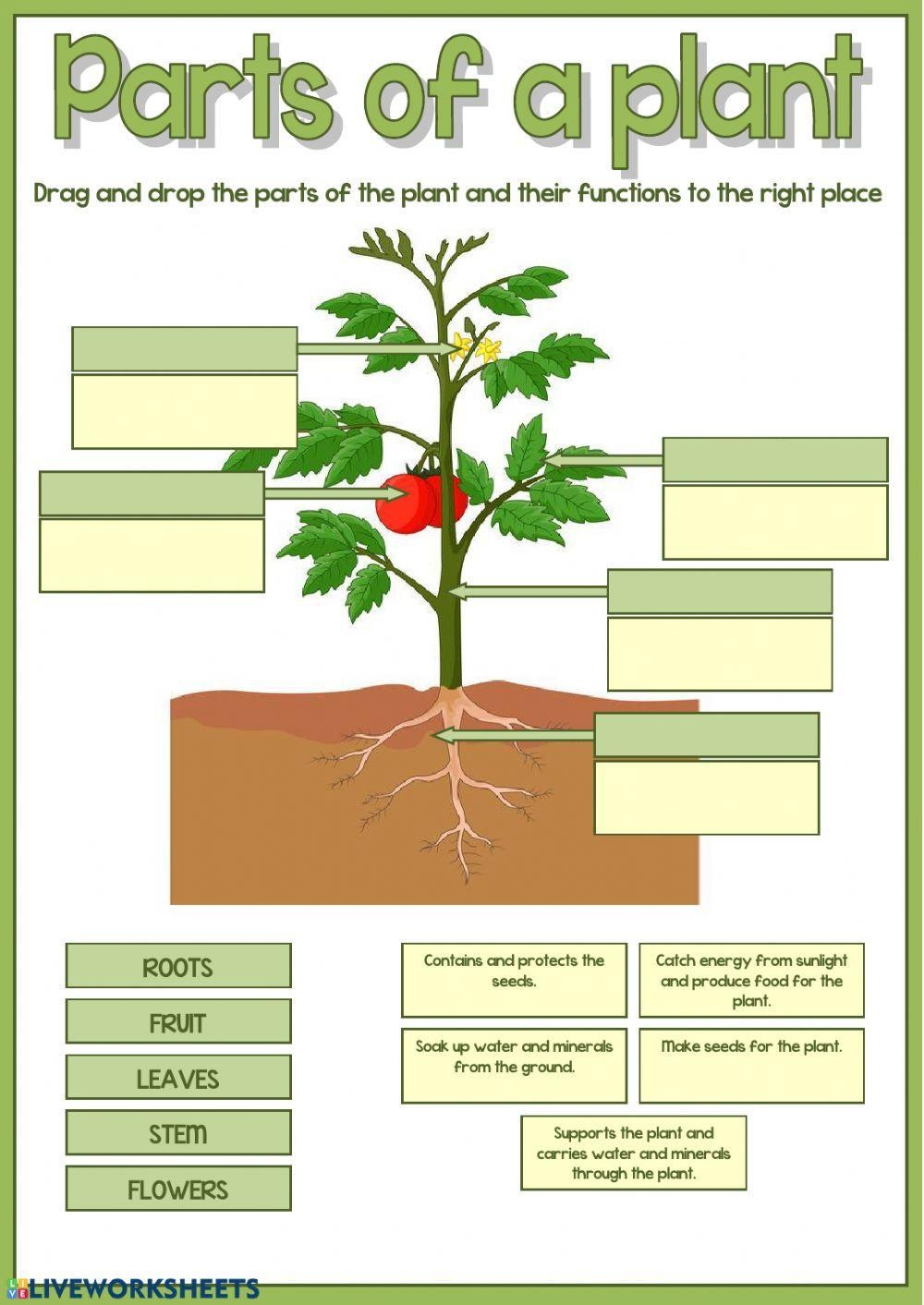 Free Plant Parts Worksheet 3rd Grade Download Free Plant Parts Worksheet 3rd Grade Png Images Free Worksheets On Clipart Library