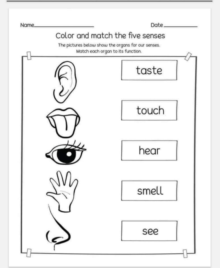 Free Printable Body Parts Worksheets Pdf Activity School For Kids Body Parts Matching Activity Printable Toddler Busy Book Pages Learning Binder Activity Pages Homeschool Resource Etsy