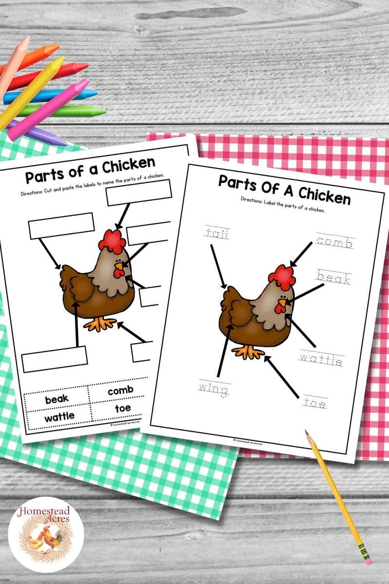 Free Printable Chicken Life Cycle Worksheets Free Printable Chicken Life Cycle Worksheets