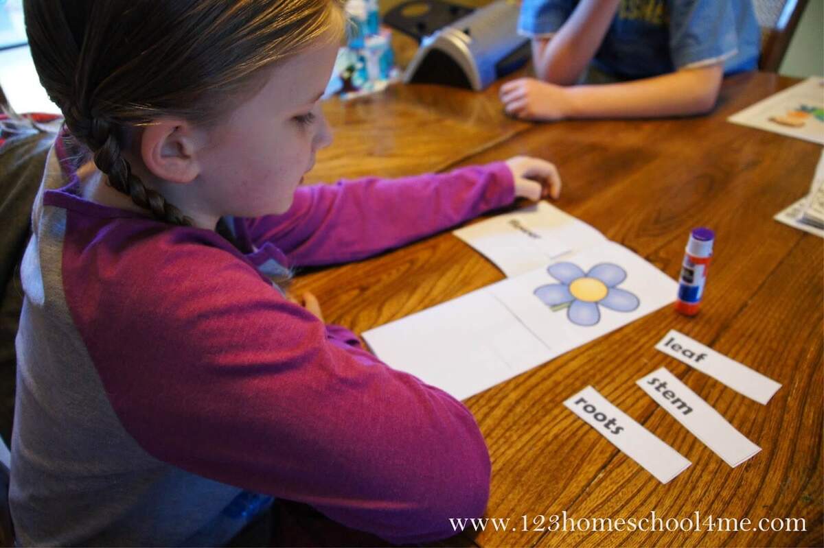 FREE Printable Flower Parts of a Plant Flip Book