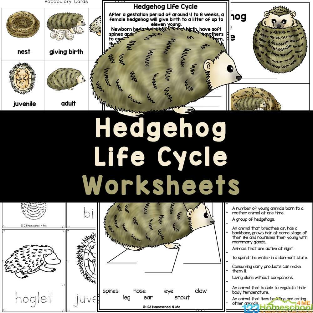 FREE Printable Hedgehog Life Cycle Worksheets