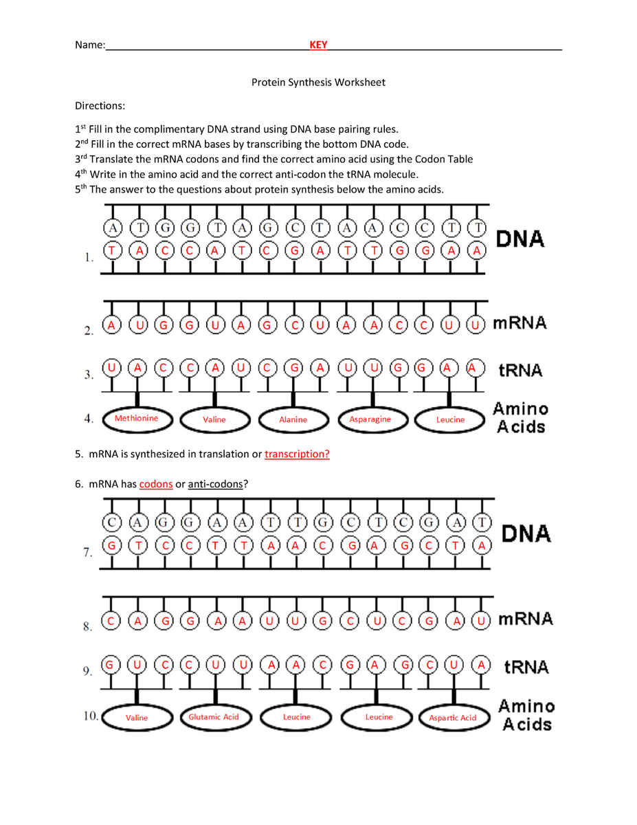 Free Protein Synthesis Worksheet Download Free Protein Synthesis Worksheet Png Images Free Worksheets On Clipart Library