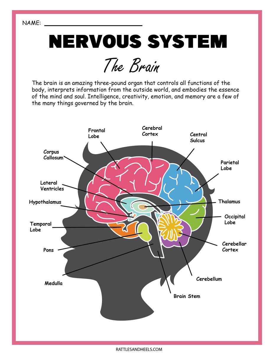Free Science Worksheets The Nervous System Adanna Dill The Brain Anatomy Free Worksheet For Kids SKOOLGO