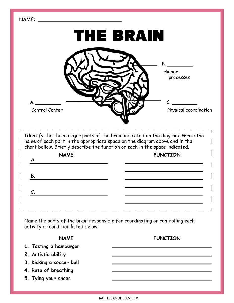 Free Science Worksheets The Nervous System Adanna Dill Brain Labeling Worksheets Lesson Tutor