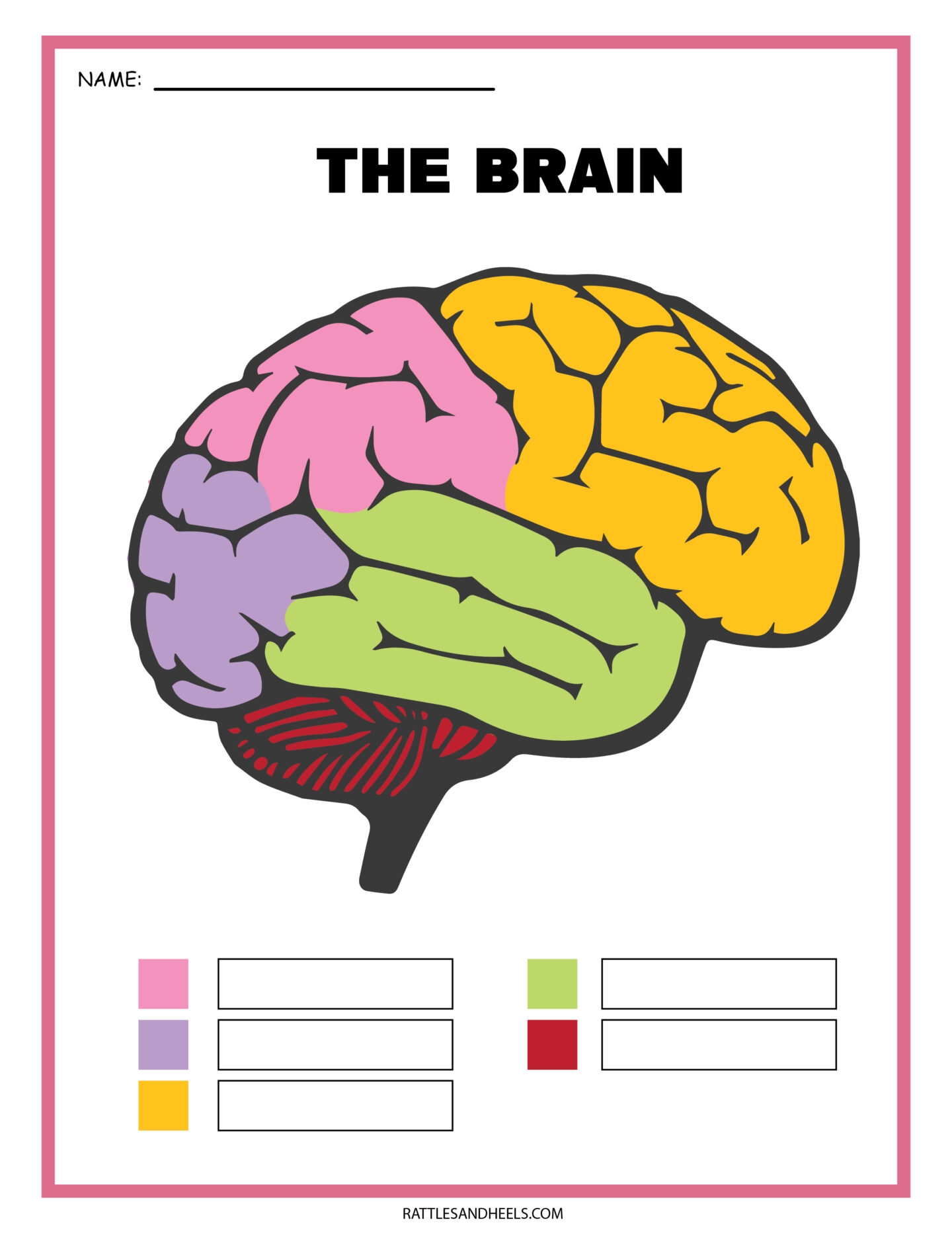Free Science Worksheets The Nervous System Adanna Dill Free Science Worksheets The Nervous System Adanna Dill