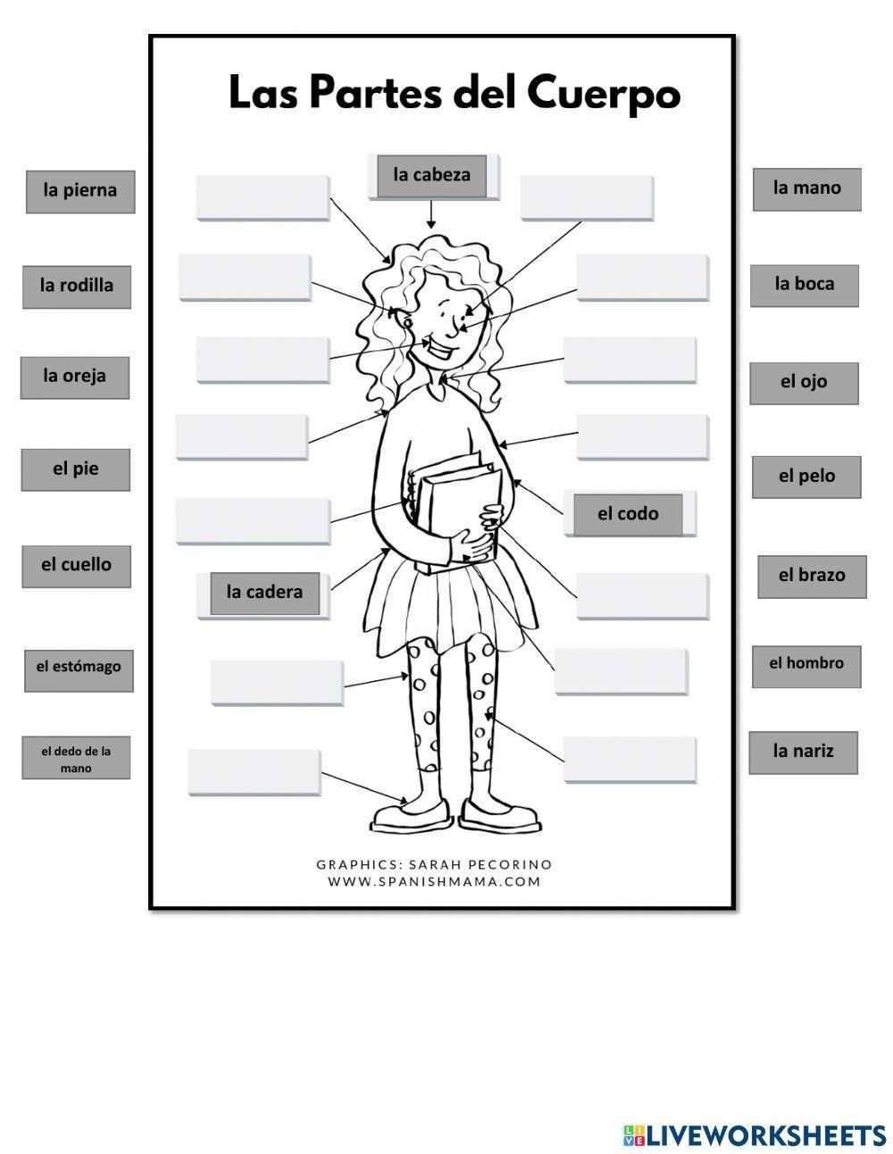Free Spanish Body Parts Worksheet Download Free Spanish Body Parts Worksheet Png Images Free Worksheets On Clipart Library