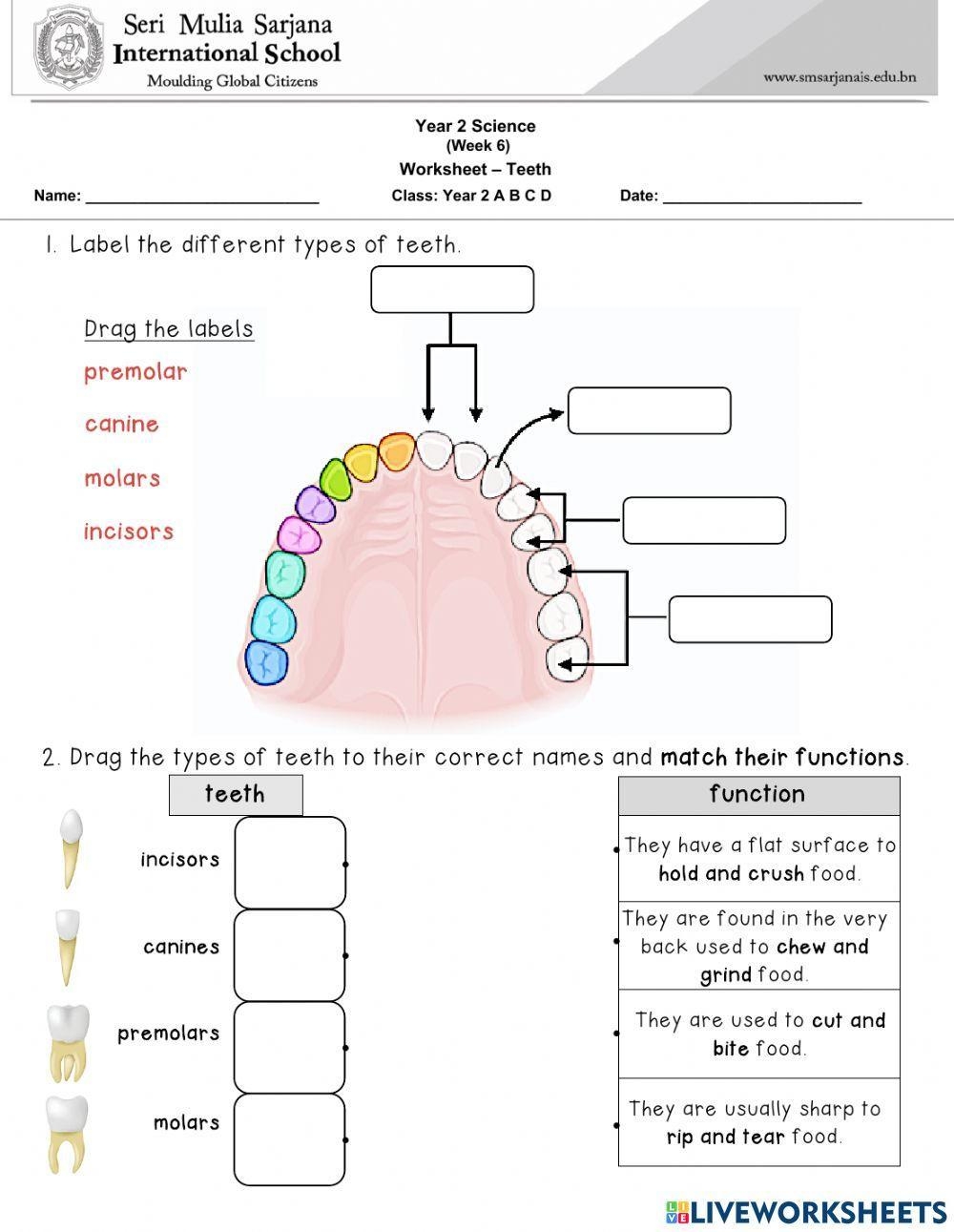 Free Teeth Worksheet Download Free Teeth Worksheet Png Images Free Worksheets On Clipart Library