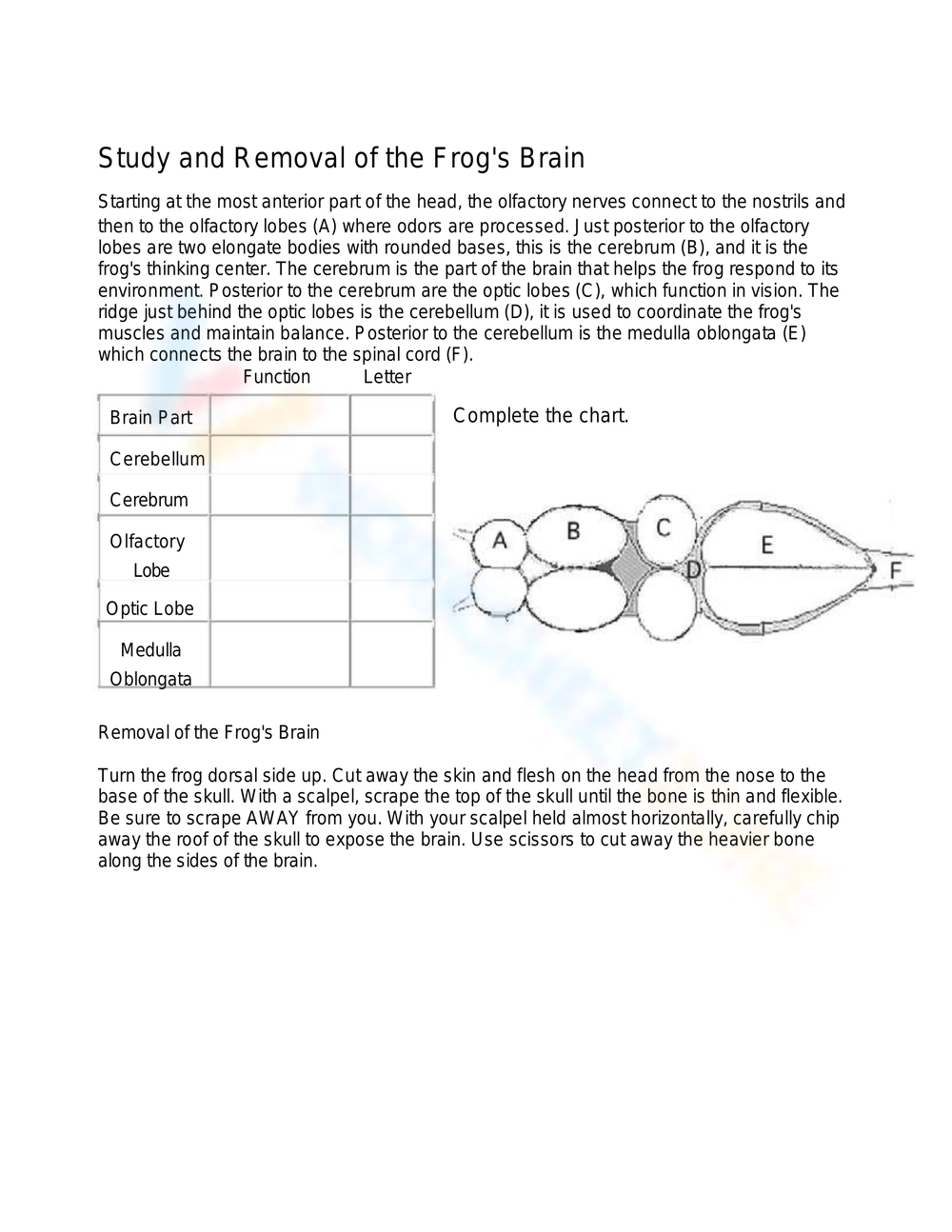 Frog Dissection Lab Worksheet