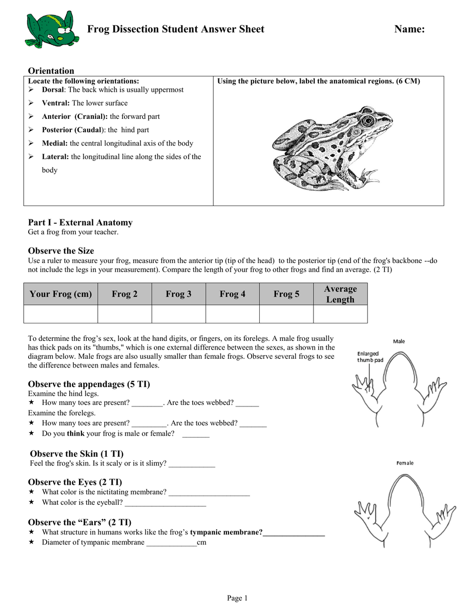 Frog Dissection Student Answer Sheet