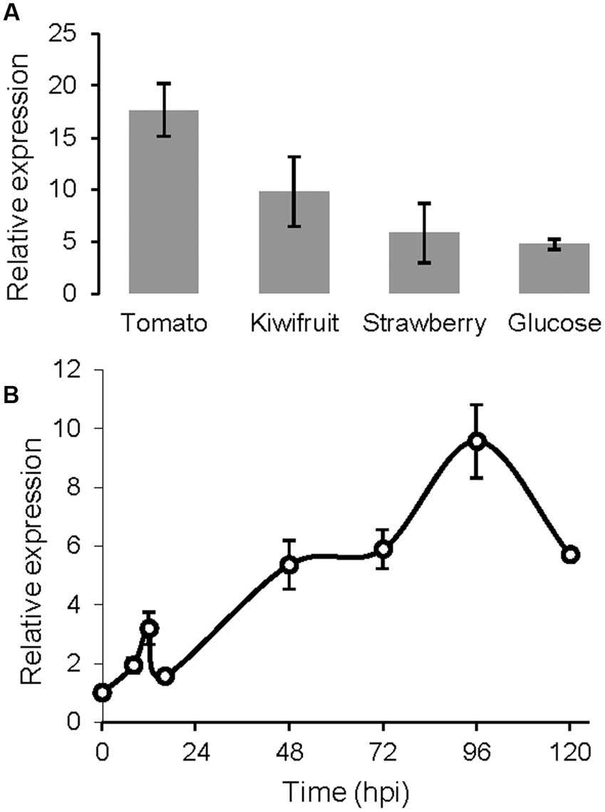 Frontiers BcSUN1 A B Cinerea SUN Family Protein Is Involved In Virulence