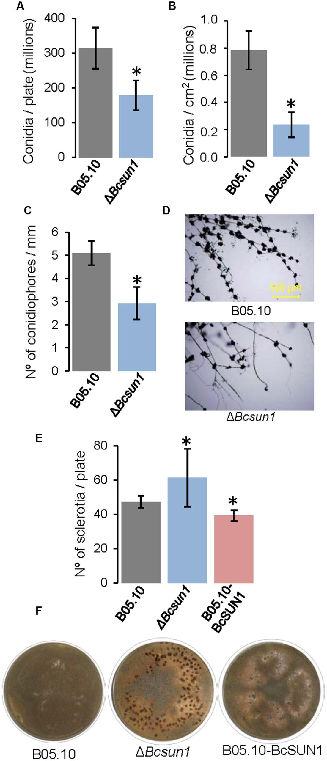 Frontiers BcSUN1 A B Cinerea SUN Family Protein Is Involved In Virulence