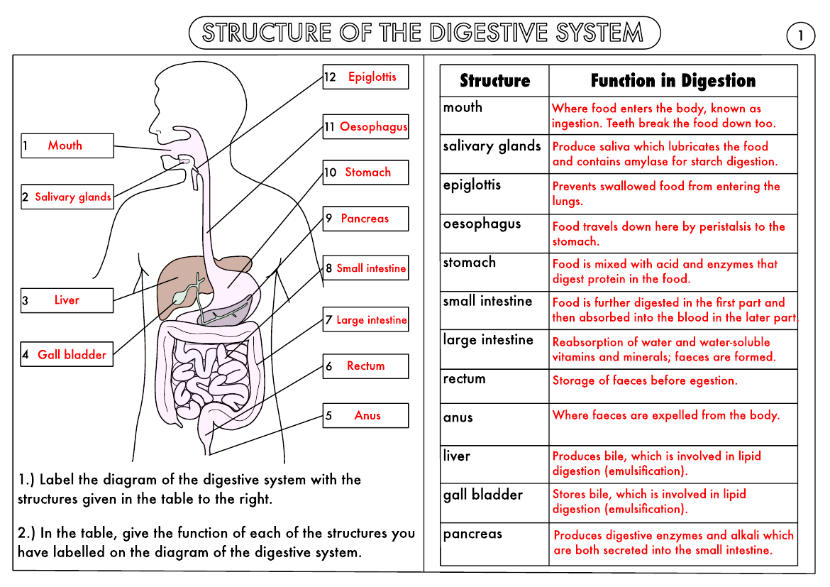 Digestive System Diagram Function And Process
