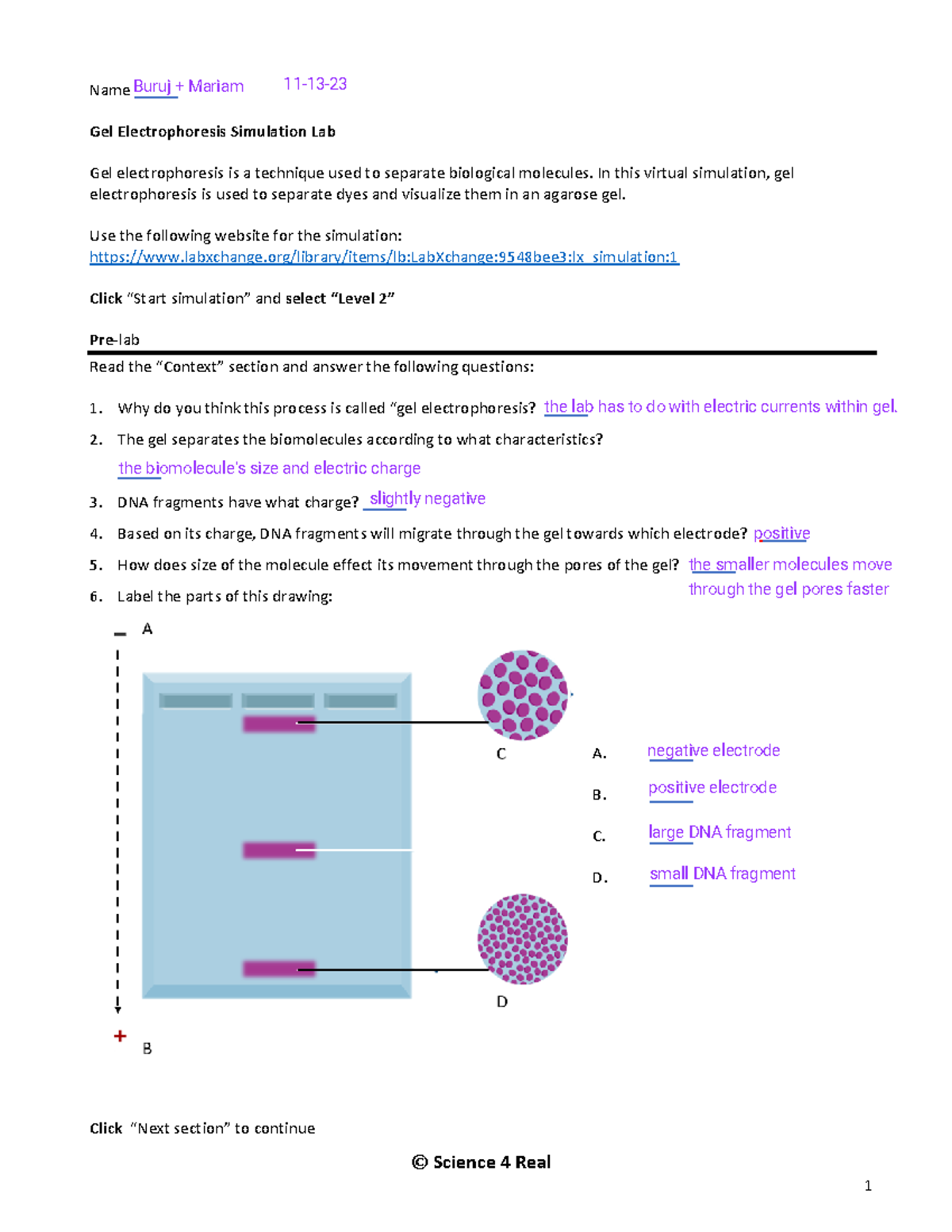 Gel Electrophoresis Simulation Lab Biology 101 Lab Activity Studocu Gel Electrophoresis Simulation Lab Biology 101 Lab Activity Studocu