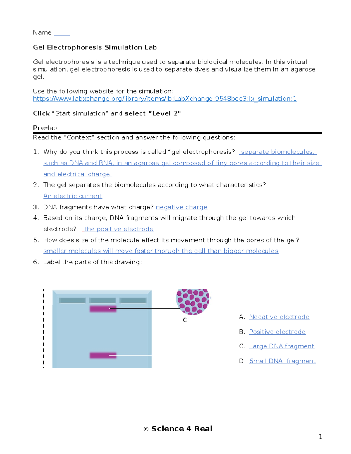 Gel Electrophoresis Virtual Lab Simulation Guide Bio 101 Studocu Gel Electrophoresis Virtual Lab Simulation Guide Bio 101 Studocu