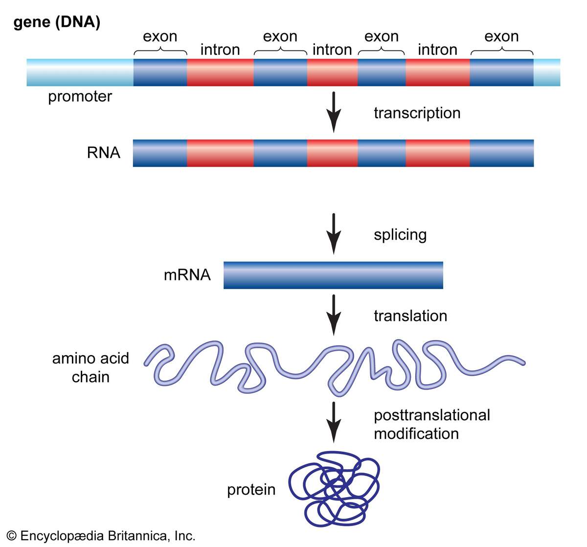 Gene Definition Structure Expression Facts Britannica Gene Definition Structure Expression Facts Britannica