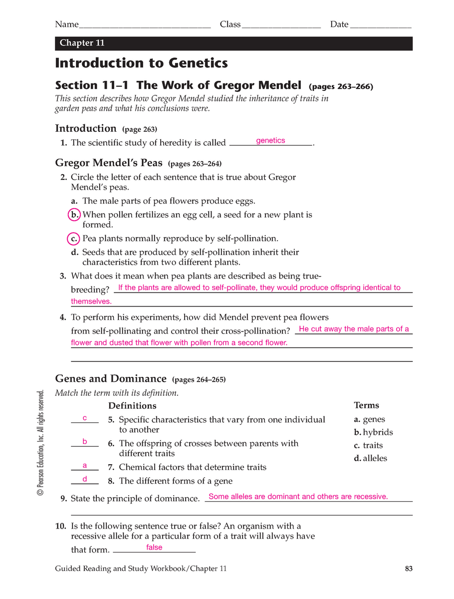 Genetics Practice Questions And Answers Pearson Education Inc Worksheets Library Genetics Worksheet Answer Sheet Study Notes Genetics Docsity