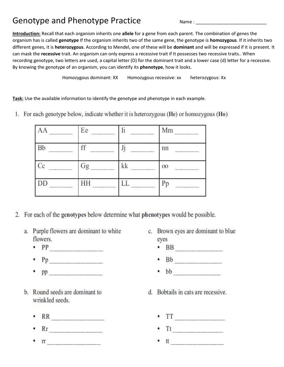 Genotype And Phenotype Practice Worksheet